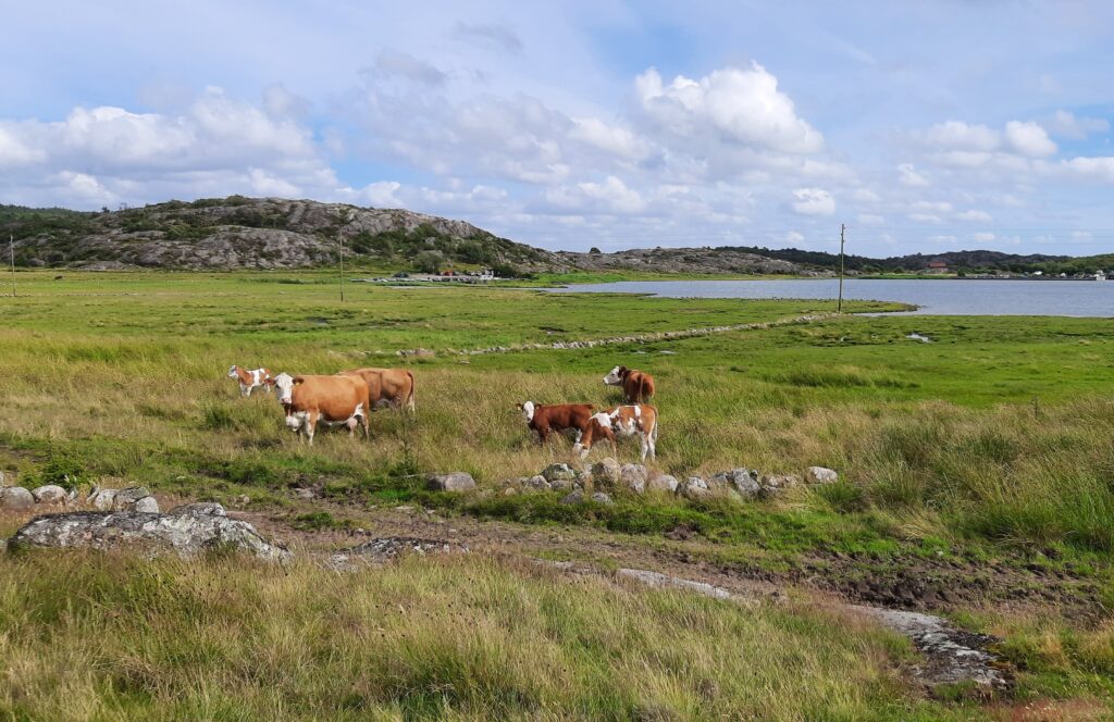 Kor som betar nära en stengärdesgård på en strandäng. En havsvik syns i bakgrunden.