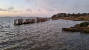 En rad med störar står i vattnet en bit utifrån en strandkant.