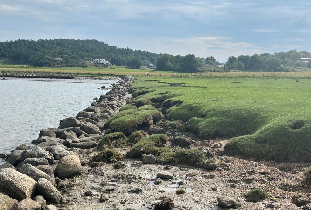 Milöjbild på en grön strandäng, blottad lerbotten och stenbumlingar som gränsar mot havsvik.